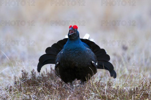 Black grouse