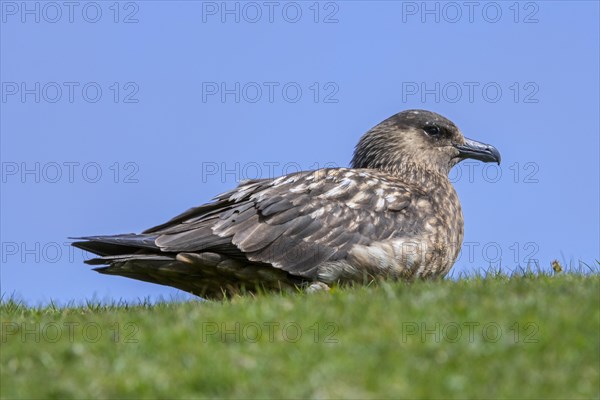 Great skua