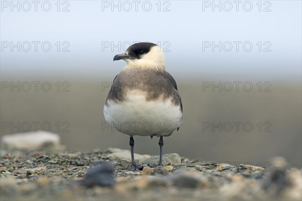 Arctic skua