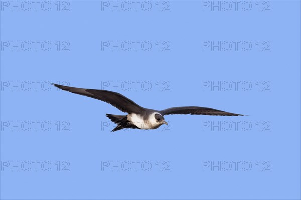 Arctic skua