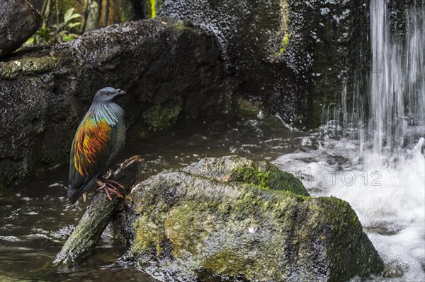 Nicobar pigeon