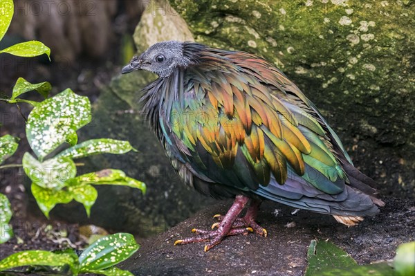 Nicobar pigeon