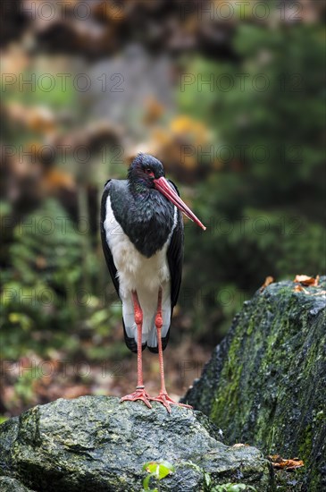 Black stork