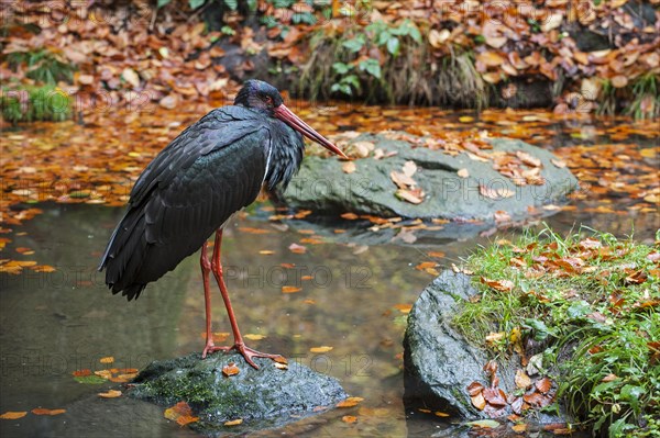 Black stork