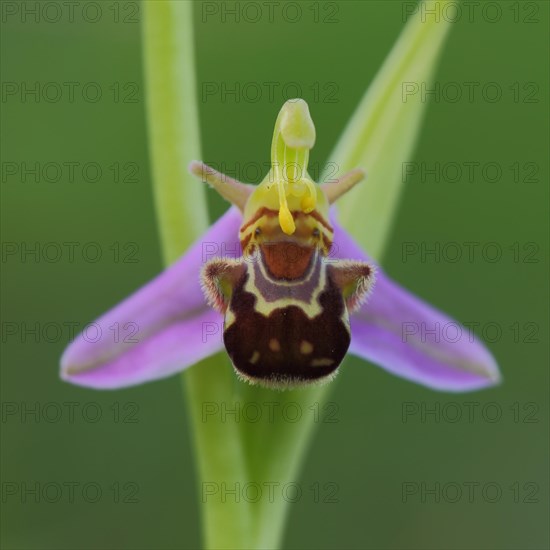 Bee orchid