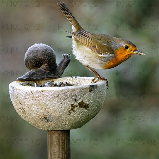 European Robin