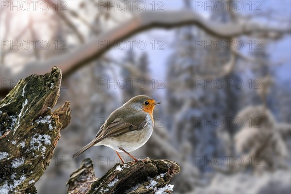 European robin