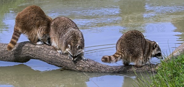 Three common raccoons