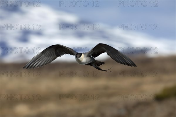 Long-tailed skua