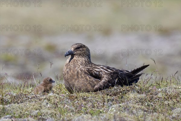 Great skua