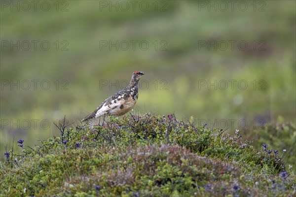 Icelandic rock ptarmigan