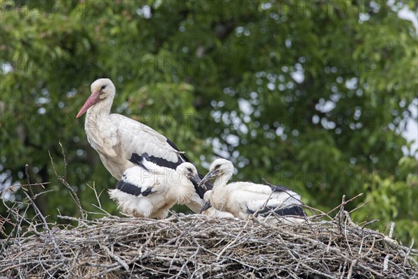 White storks