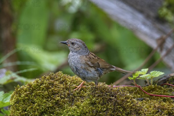 Dunnock