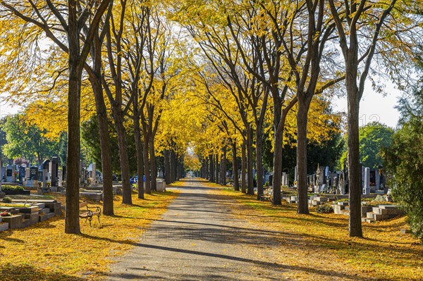 Avenue in autumnal colours