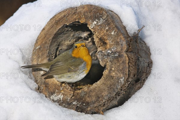 European robin