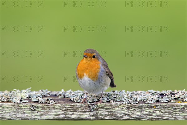 European robin