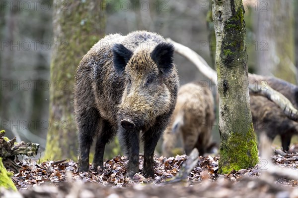 Wild boar