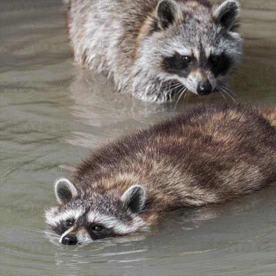 Common raccoon