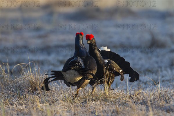 Black grouse