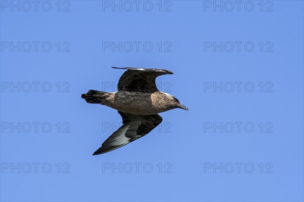 Great skua