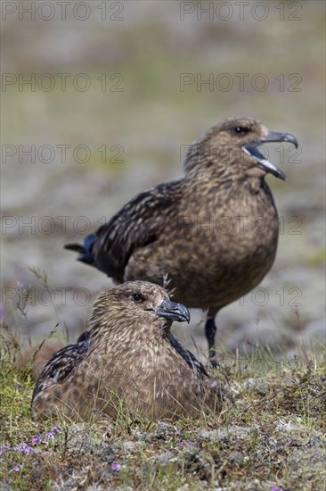 Great skua