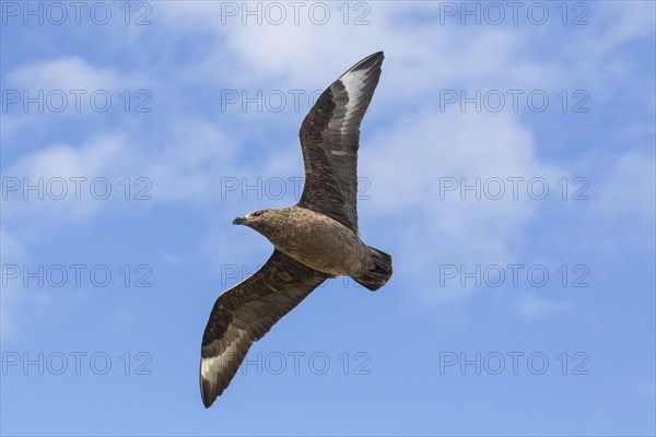 Great skua