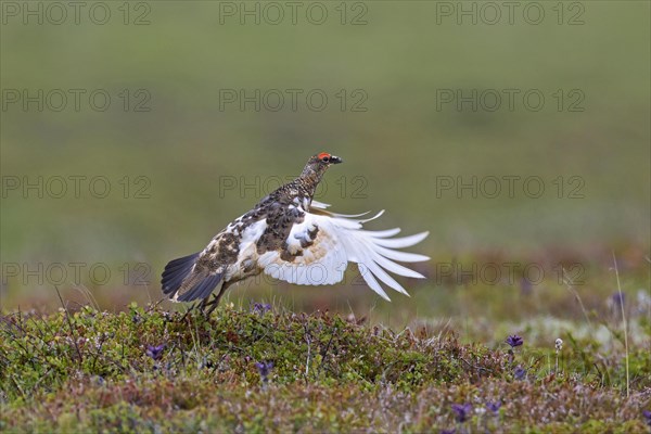 Icelandic rock ptarmigan