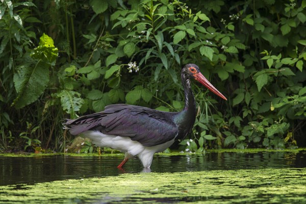 Black stork