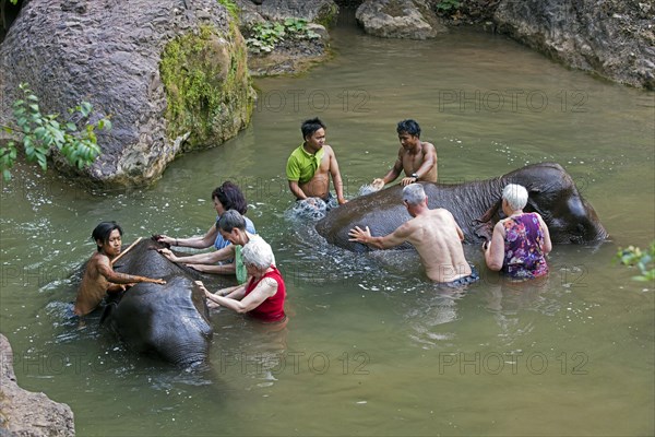 Tourists help washing Asian elephants