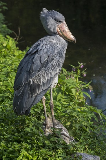 Shoebill