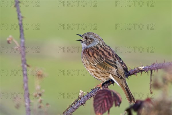 Dunnock