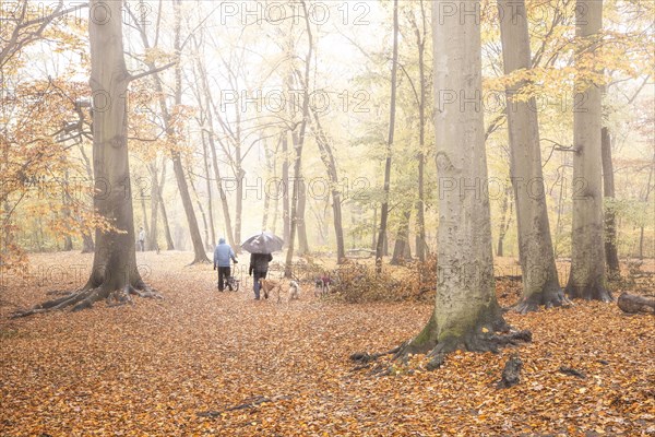 Two people with umbrellas walk with dogs through the Grunewald in Berlin