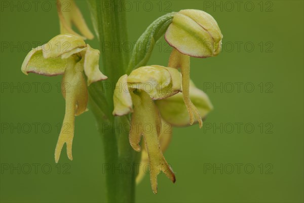 Man orchid