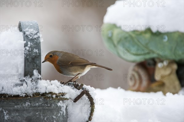 European Robin