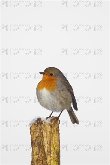 European robin