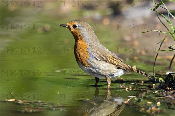 European robin