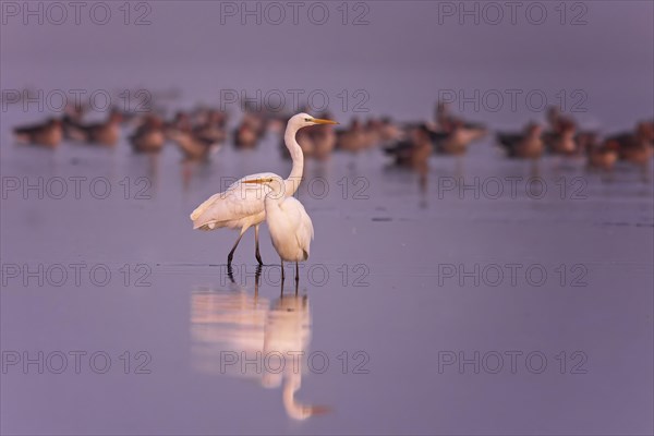 Great egret