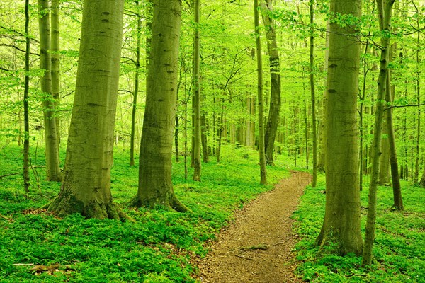 Hiking trail winds through semi-natural beech forest in spring