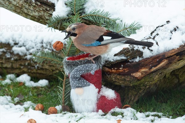 Eurasian Jay nut falling from open beak