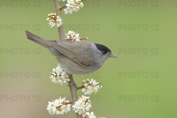 Blackcap