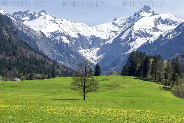 Landscape with green meadow and tree