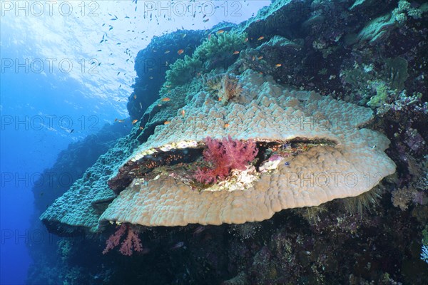 Mountain coral