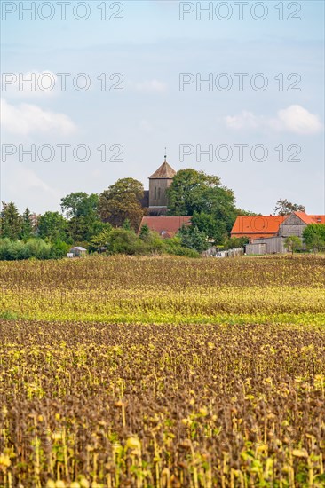 Field with withered sunflowers