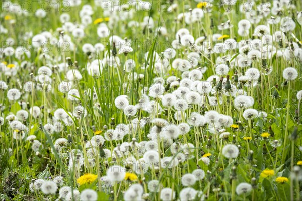 Common dandelion