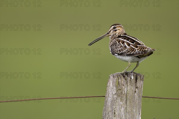 Common Snipe