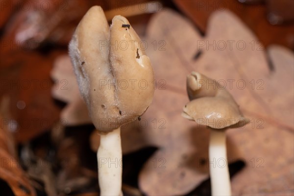 Saddle morel two fruiting bodies