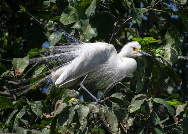 Great egret perches on a tree branch on the banks of the Brahmaputra River