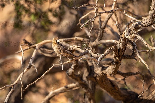 Sociable weaver