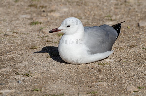 Hartlaub's gull