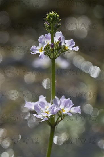 Water violet